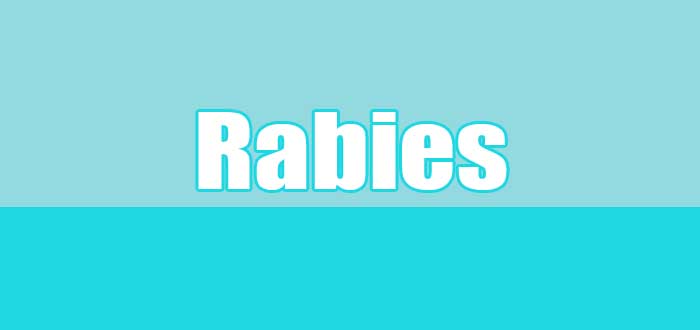 Rabies : Gejala Khas hingga Penanganan