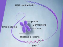 perbedaan kromosom dan gen