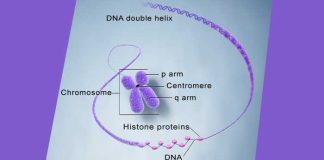 perbedaan kromosom dan gen