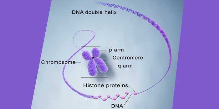Perbedaan Kromosom dan Gen (Struktur Sel)