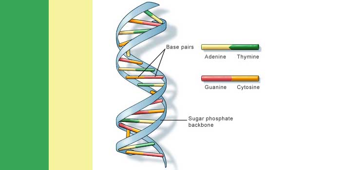Jenis DNA : DNA nuclear dan DNA Mitochondria