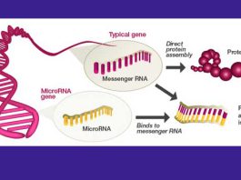 protokol ekstraksi miRNA