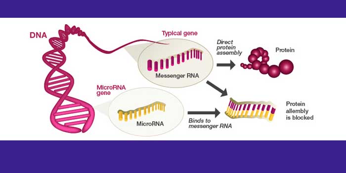 Protokol Ekstraksi miRNA dari Sampel Jaringan